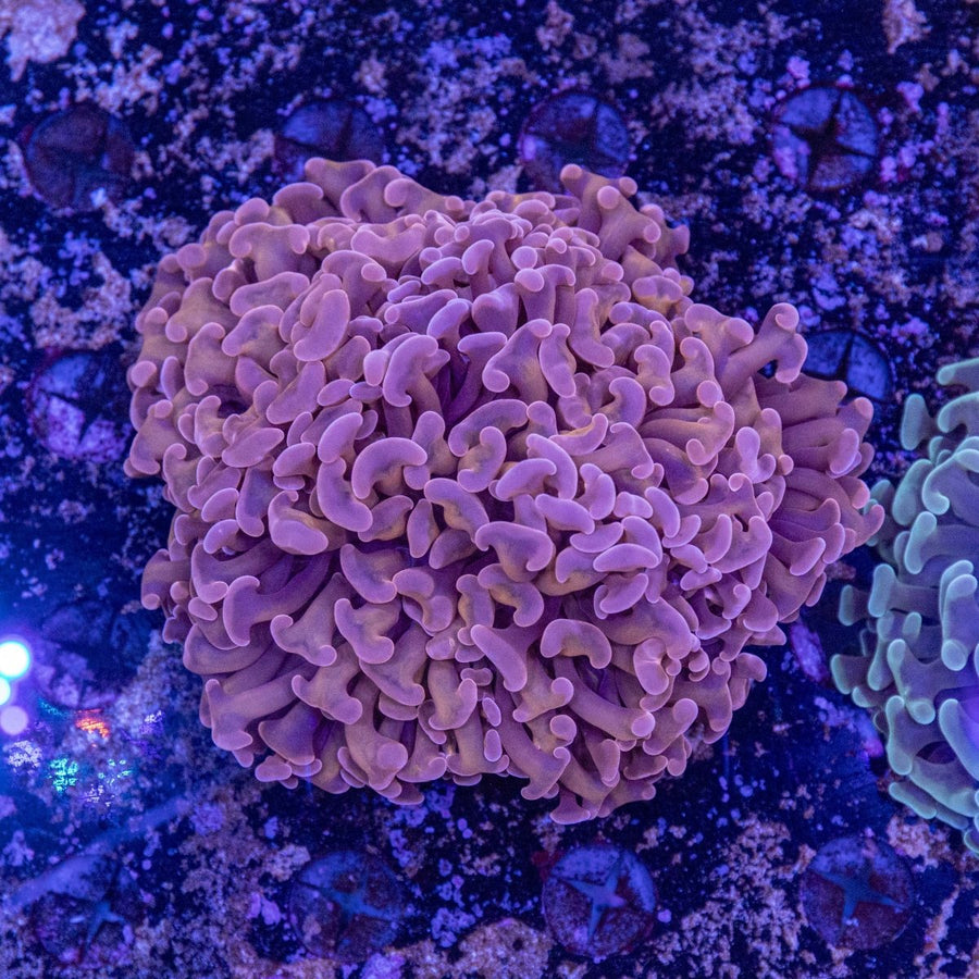 WYSIWYG Gold Stem Hammer LPS Coral - Aquamarine Aquaristic - 