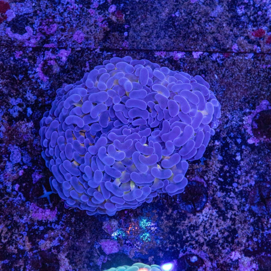 WYSIWYG Gold Stem Hammer LPS Coral - Aquamarine Aquaristic - 