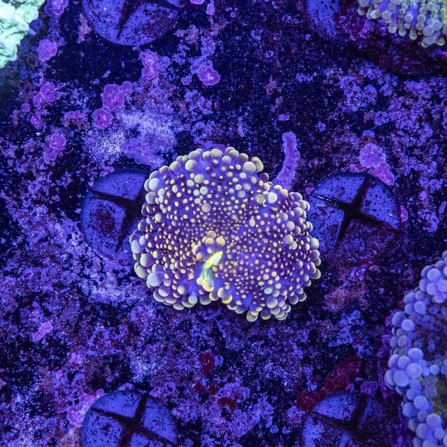 WYSIWYG Goldilocks Ricordea Soft Coral - Aquamarine Aquaristic - 