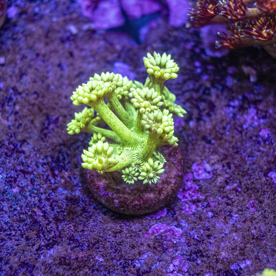 WYSIWYG Goniopora LPS Coral Frag - Aquamarine Aquaristic -