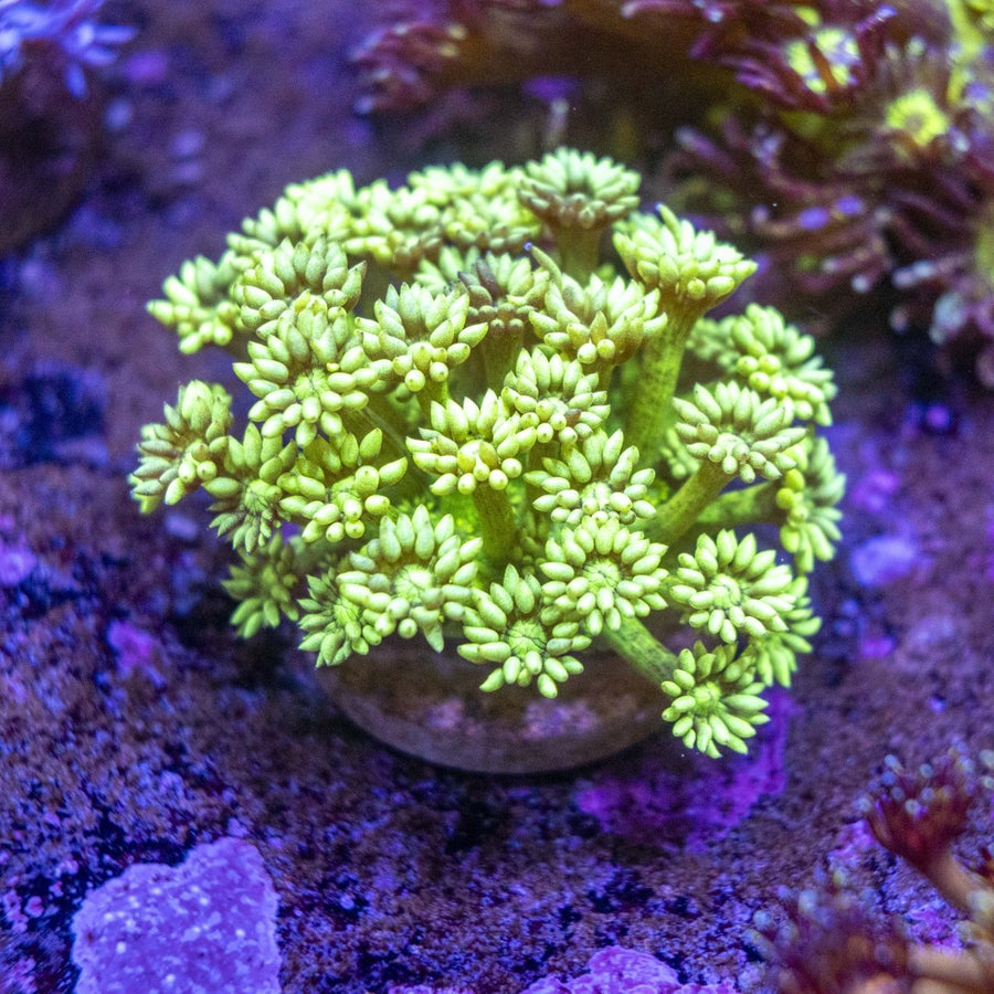 WYSIWYG Goniopora LPS Coral Frag - Aquamarine Aquaristic -