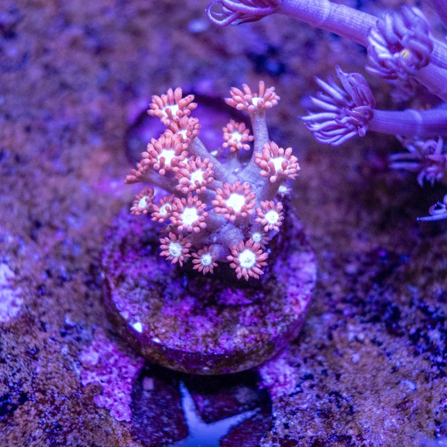 WYSIWYG Goniopora LPS Coral Frag - Aquamarine Aquaristic -