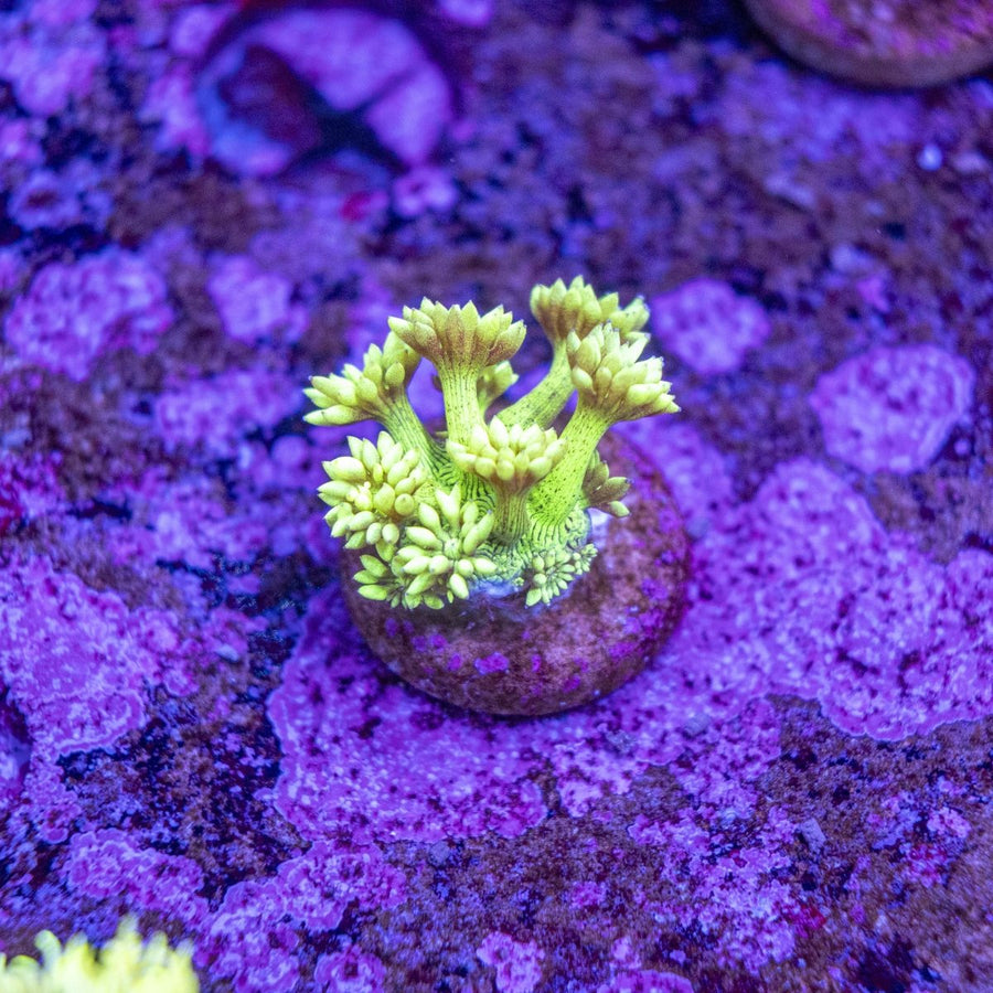 WYSIWYG Goniopora LPS Coral Frag - Aquamarine Aquaristic -