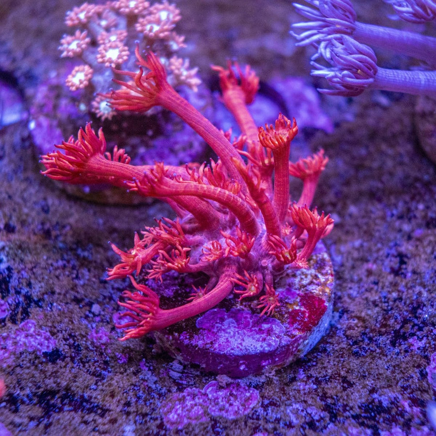 WYSIWYG Goniopora LPS Coral Frag - Aquamarine Aquaristic -