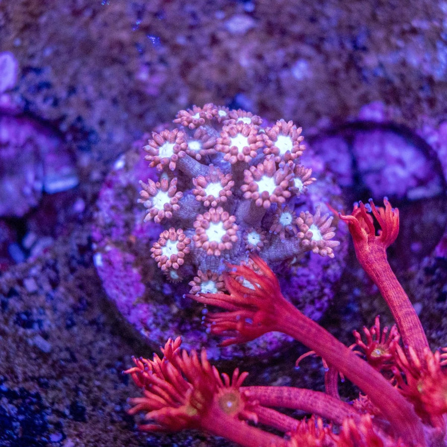 WYSIWYG Goniopora LPS Coral Frag - Aquamarine Aquaristic -