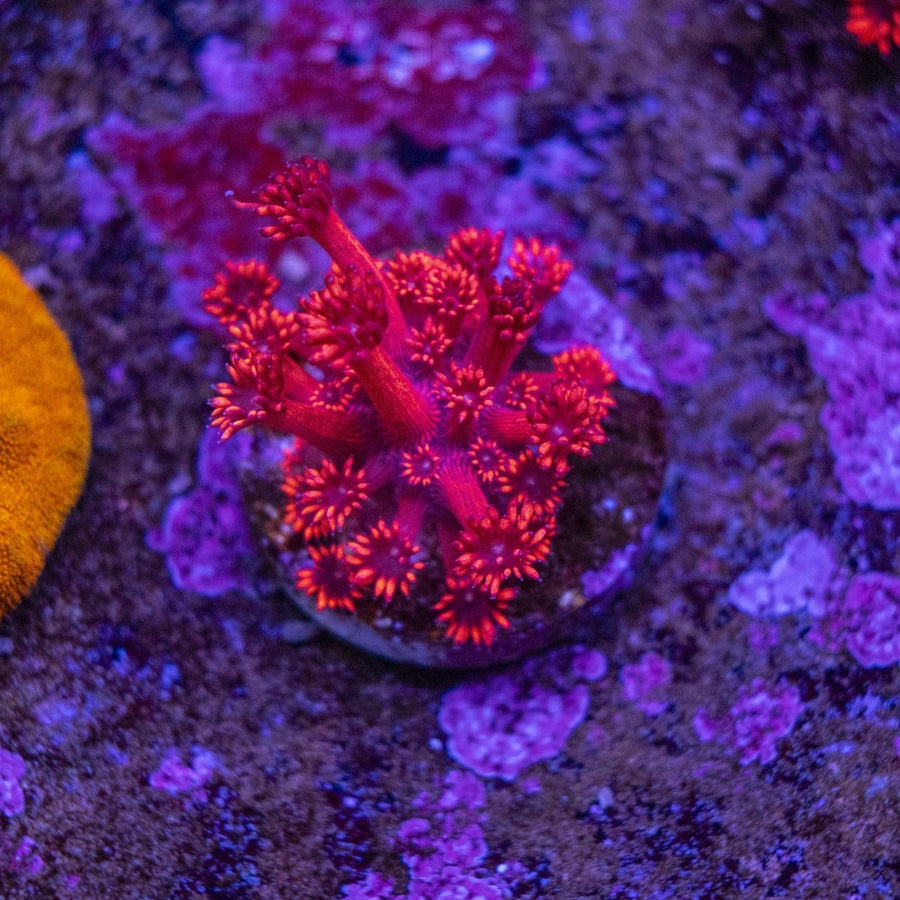 WYSIWYG Goniopora LPS Coral Frag - Aquamarine Aquaristic -