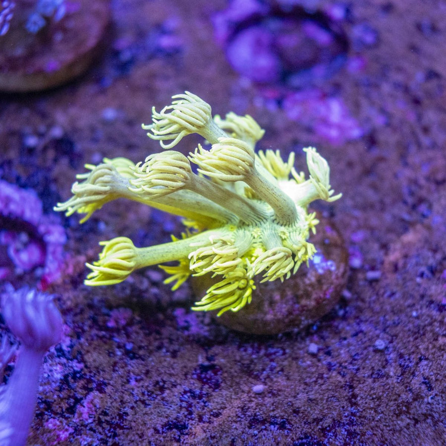 WYSIWYG Goniopora LPS Coral Frag - Aquamarine Aquaristic -
