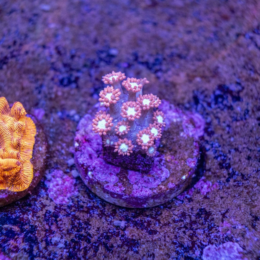 WYSIWYG Goniopora LPS Coral Frag - Aquamarine Aquaristic -
