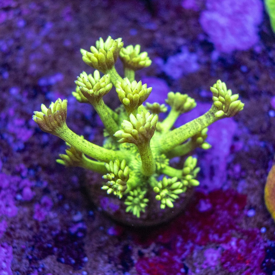 WYSIWYG Goniopora LPS Coral Frag - Aquamarine Aquaristic -