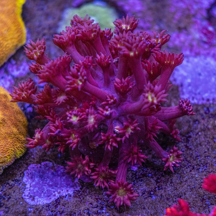 WYSIWYG Goniopora LPS Coral Frag - Aquamarine Aquaristic -