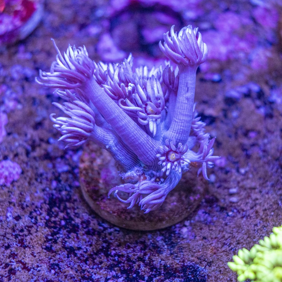 WYSIWYG Goniopora LPS Coral Frag - Aquamarine Aquaristic -