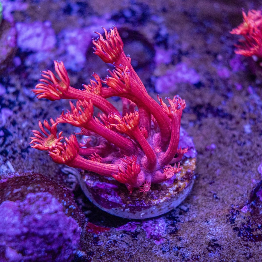 WYSIWYG Goniopora LPS Coral Frag - Aquamarine Aquaristic -