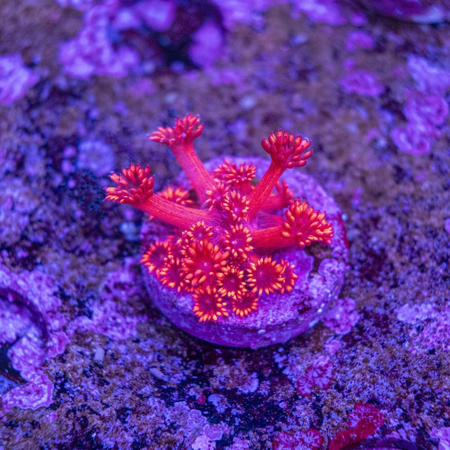 WYSIWYG Goniopora LPS Coral Frag - Aquamarine Aquaristic -