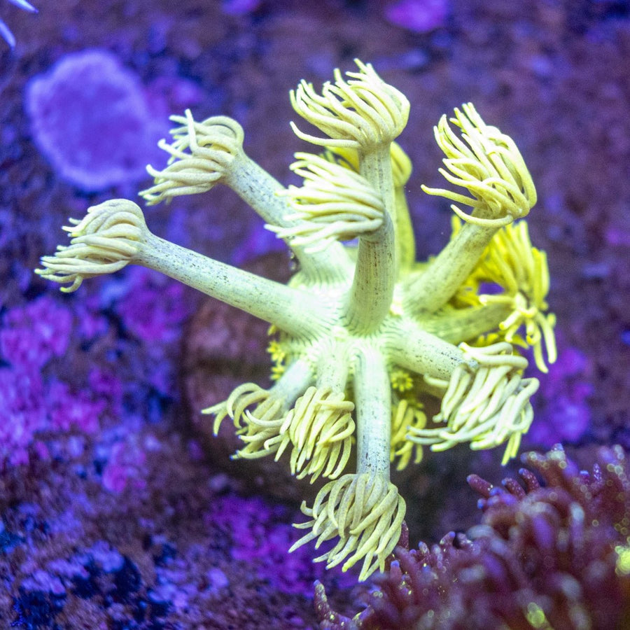 WYSIWYG Goniopora LPS Coral Frag - Aquamarine Aquaristic -