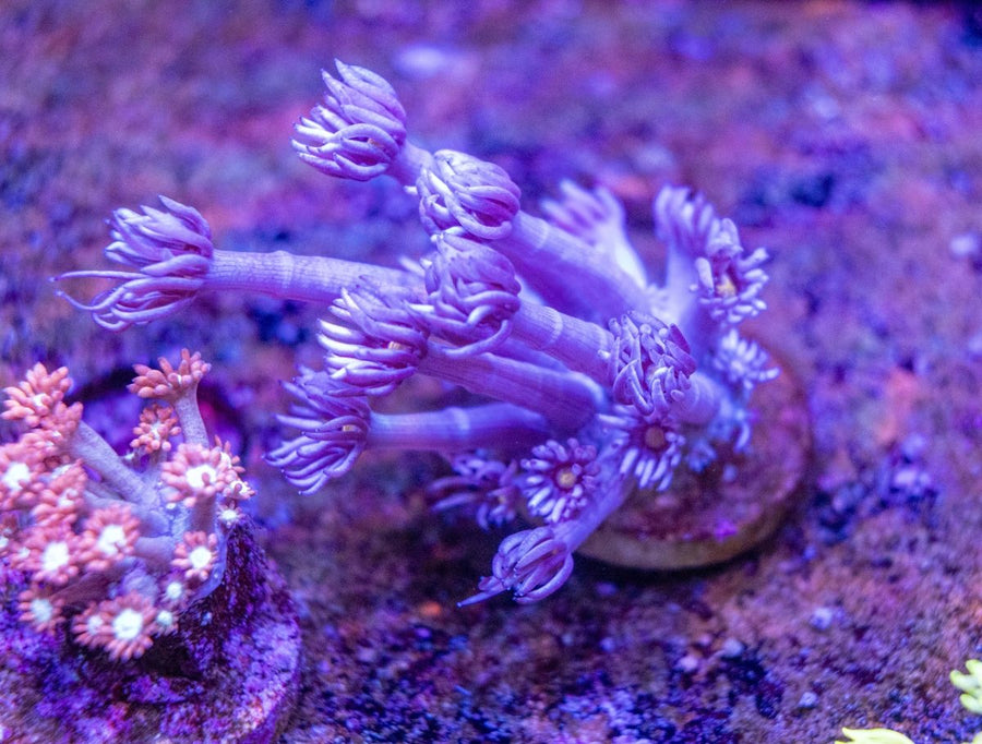 WYSIWYG Goniopora LPS Coral Frag - Aquamarine Aquaristic -