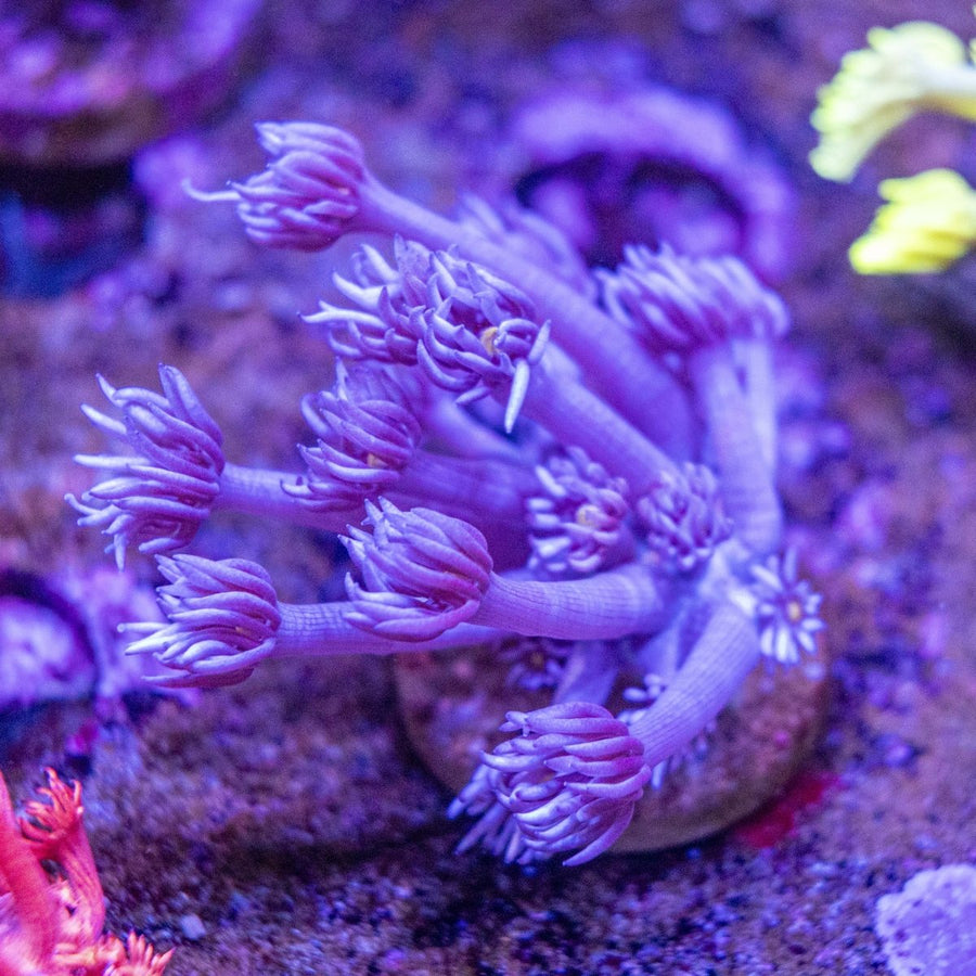 WYSIWYG Goniopora LPS Coral Frag - Aquamarine Aquaristic -
