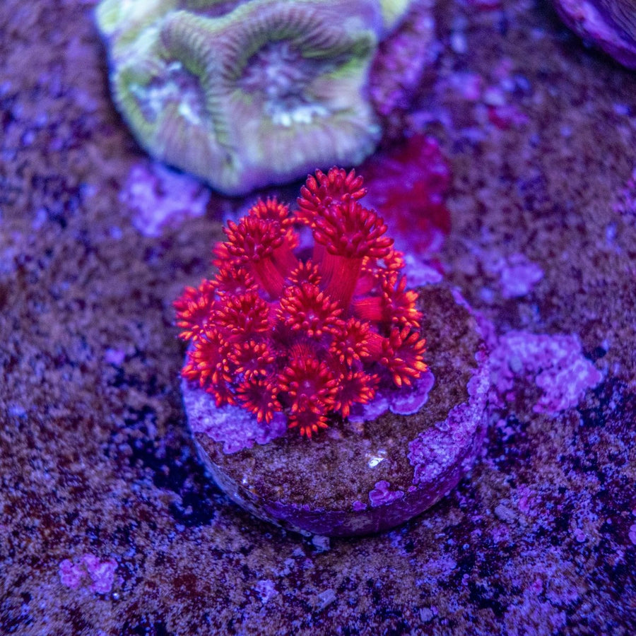 WYSIWYG Goniopora LPS Coral Frag - Aquamarine Aquaristic -