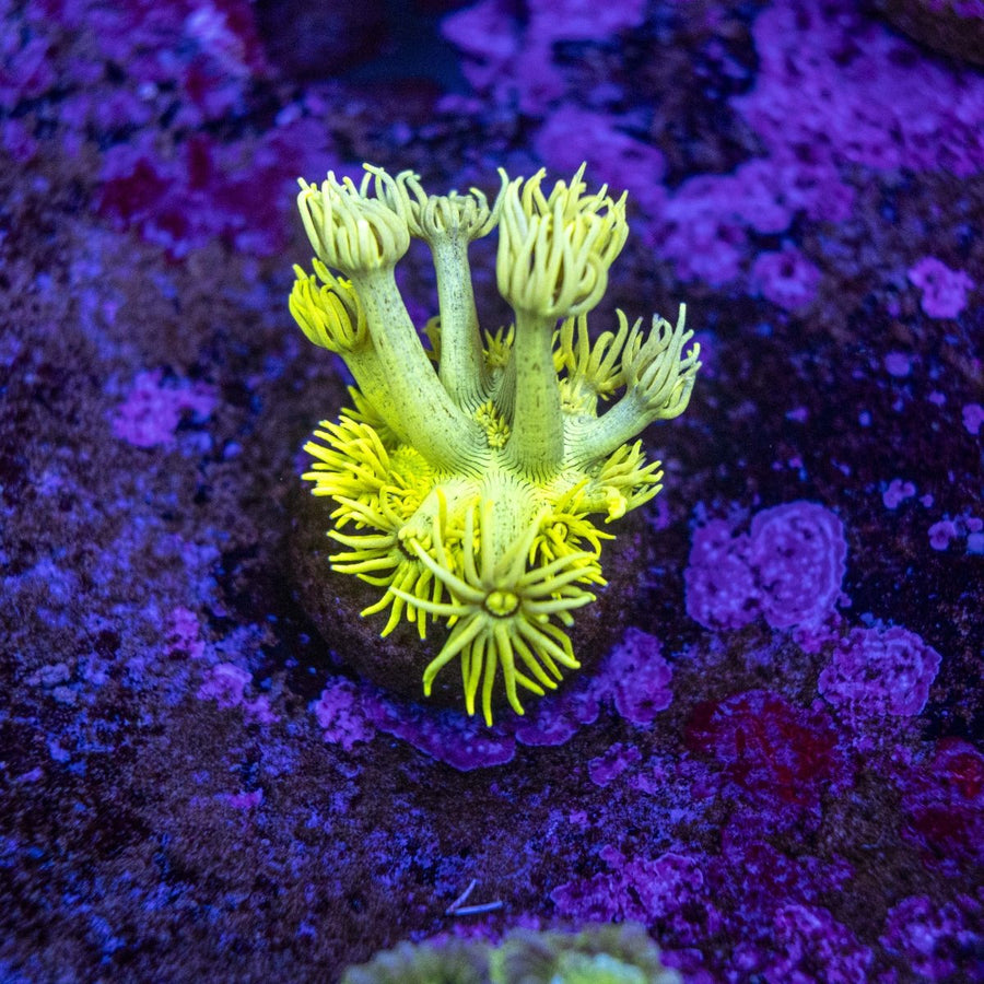 WYSIWYG Goniopora LPS Coral Frag - Aquamarine Aquaristic -