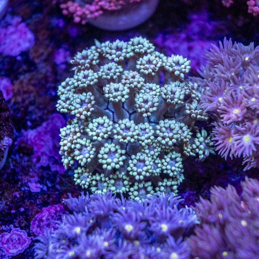 WYSIWYG Goniopora LPS Coral - Aquamarine Aquaristic -
