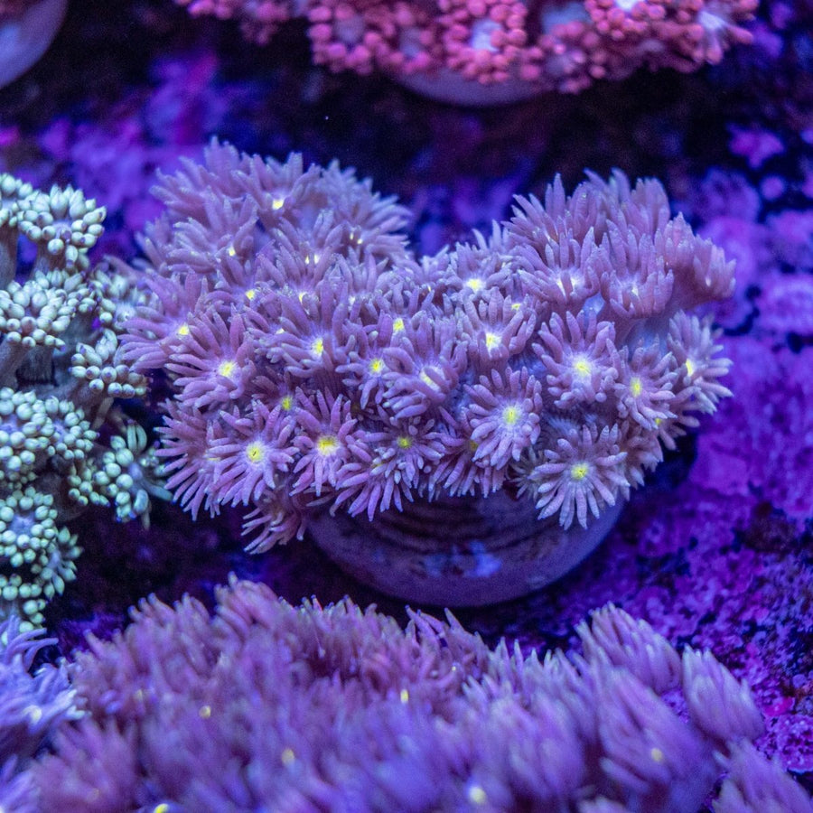 WYSIWYG Goniopora LPS Coral - Aquamarine Aquaristic -