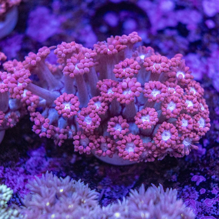 WYSIWYG Goniopora LPS Coral - Aquamarine Aquaristic -