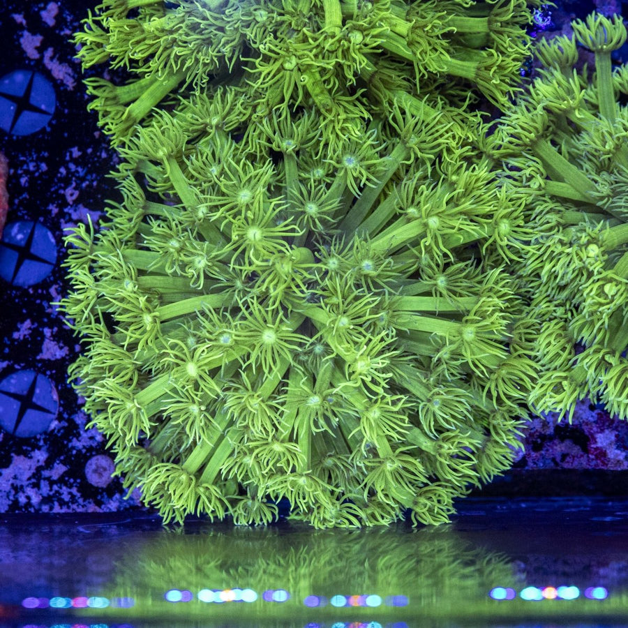 WYSIWYG Goniopora LPS Coral - Aquamarine Aquaristic - 