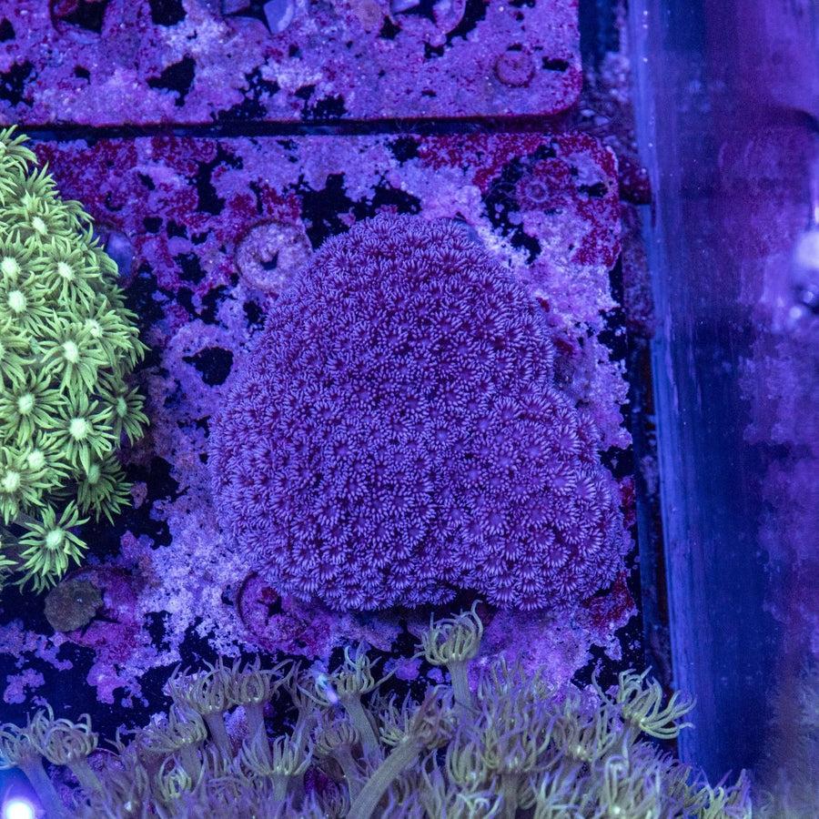 Purple goniopora coral for sale at Aquamarine Aquaristic