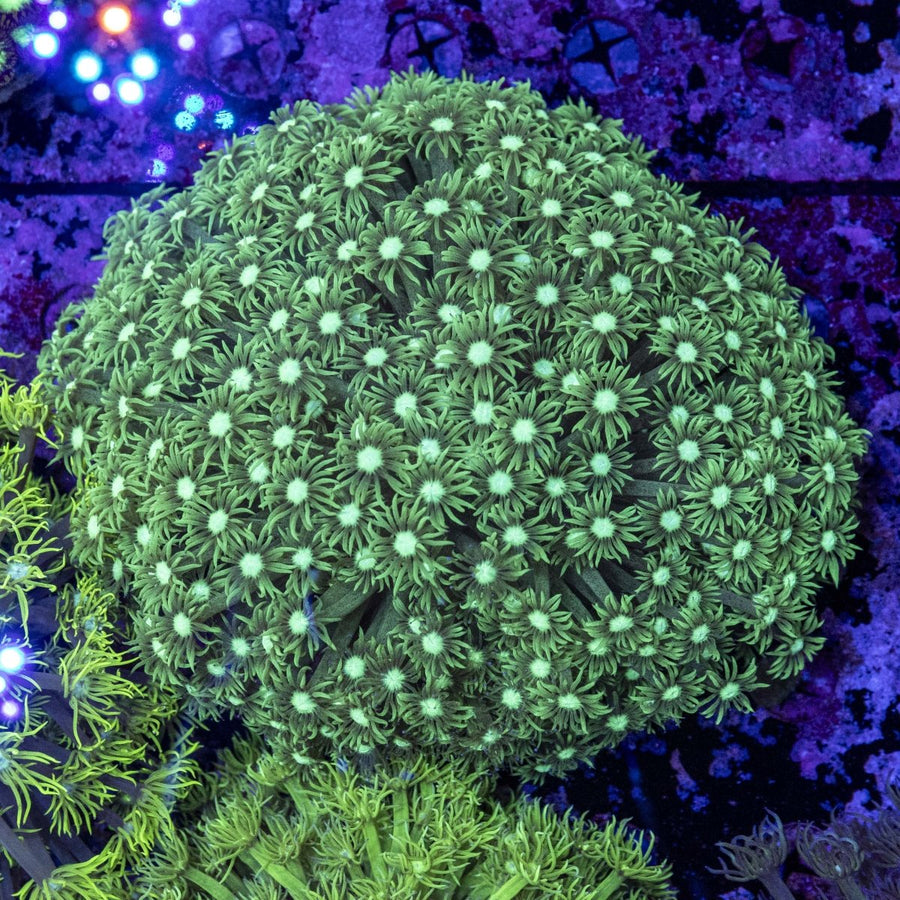 WYSIWYG Goniopora LPS Coral - Aquamarine Aquaristic - 