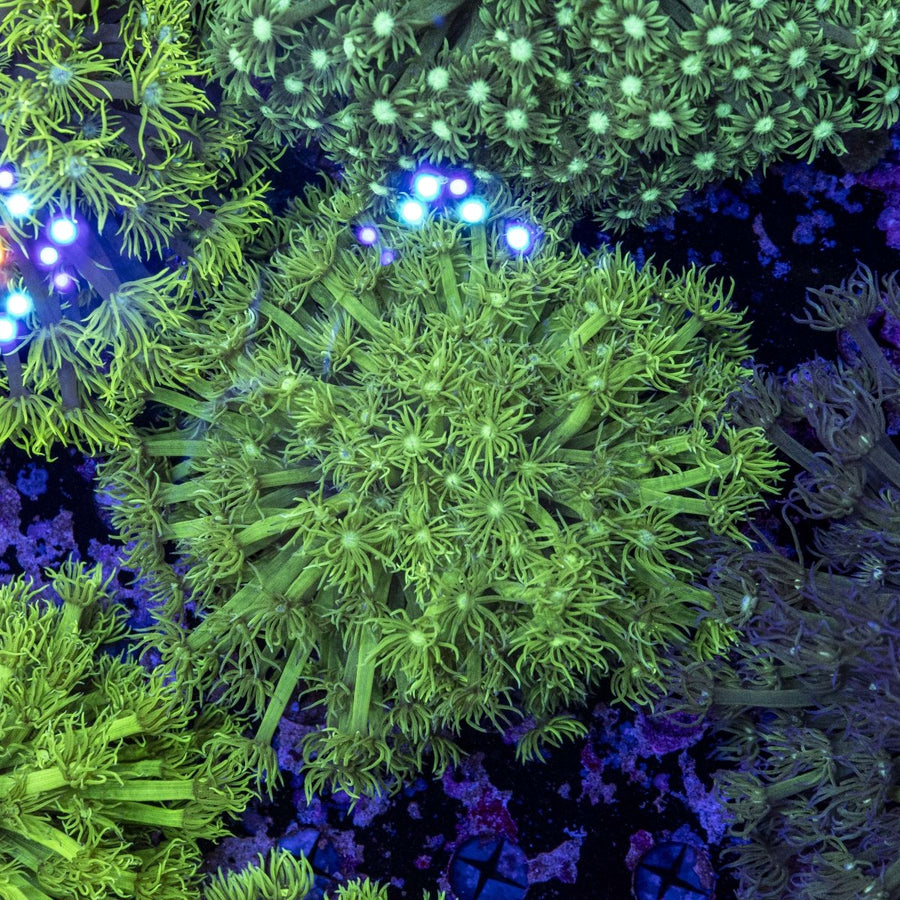 WYSIWYG Goniopora LPS Coral - Aquamarine Aquaristic - 