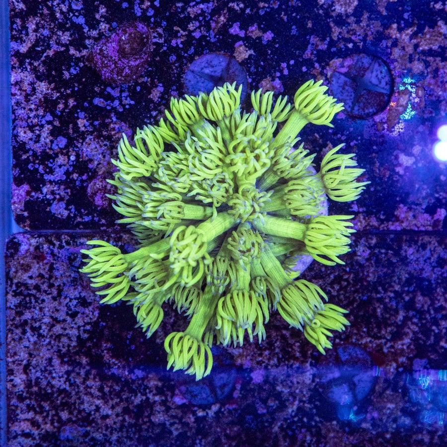 WYSIWYG Goniopora LPS Coral - Aquamarine Aquaristic - 