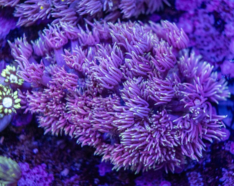 WYSIWYG Goniopora LPS Coral - Aquamarine Aquaristic -