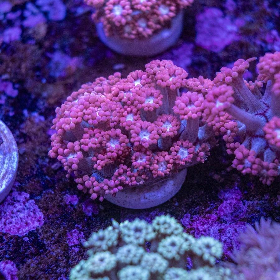 WYSIWYG Goniopora LPS Coral - Aquamarine Aquaristic -