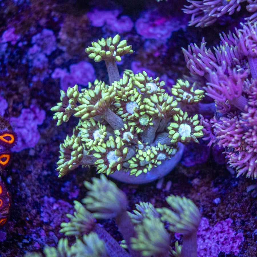 WYSIWYG Goniopora LPS Coral - Aquamarine Aquaristic -