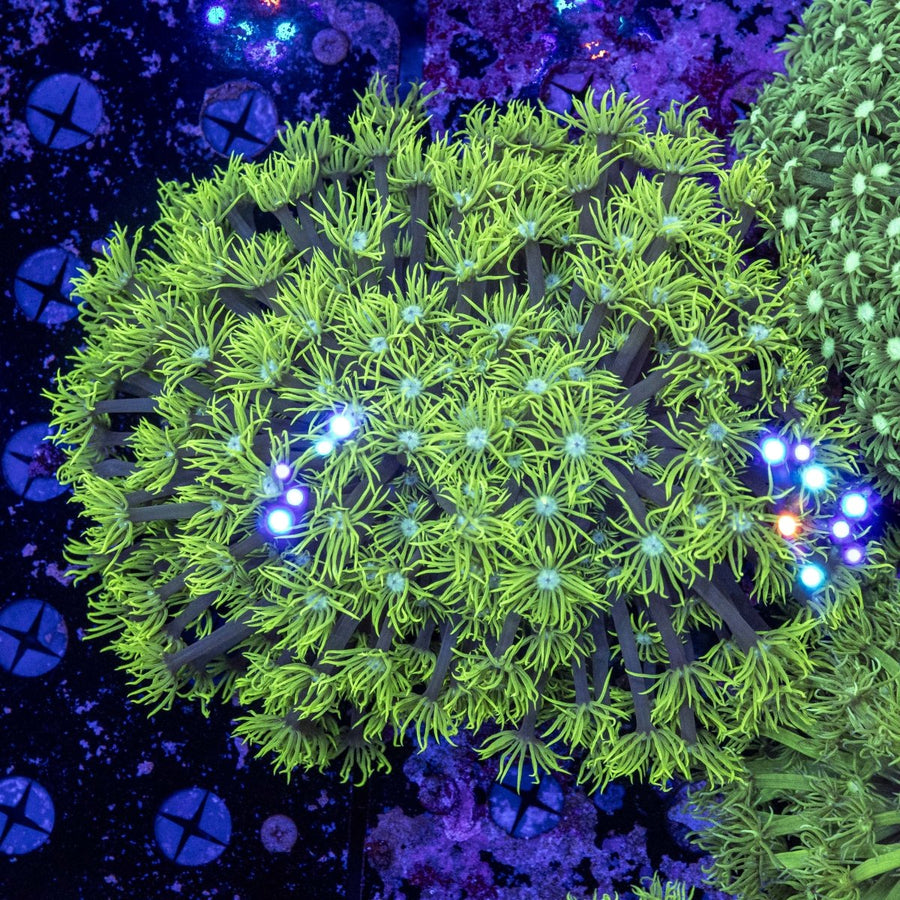 WYSIWYG Goniopora LPS Coral - Aquamarine Aquaristic - 