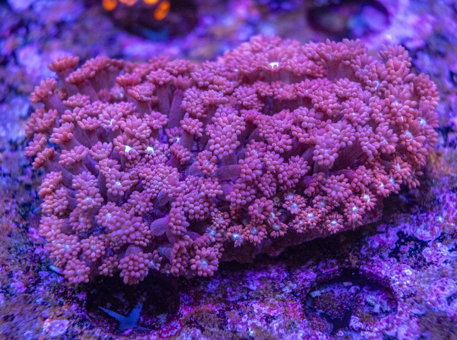 WYSIWYG Goniopora LPS Coral - Aquamarine Aquaristic -