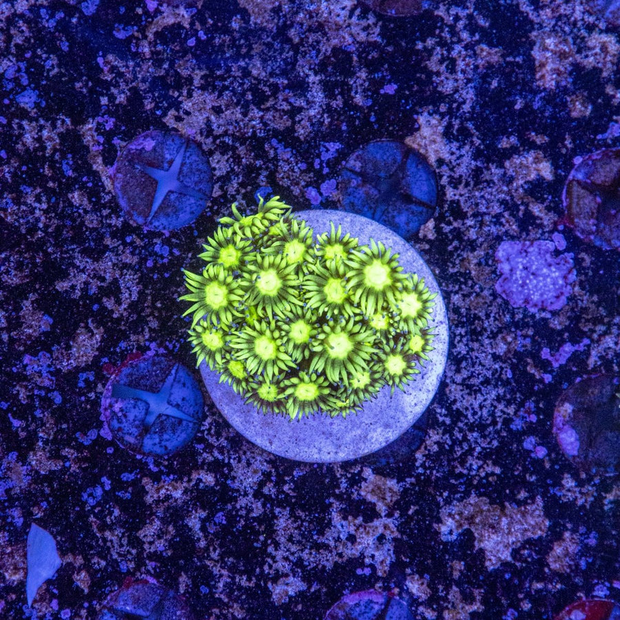 WYSIWYG Goniopora LPS Coral - Aquamarine Aquaristic - 