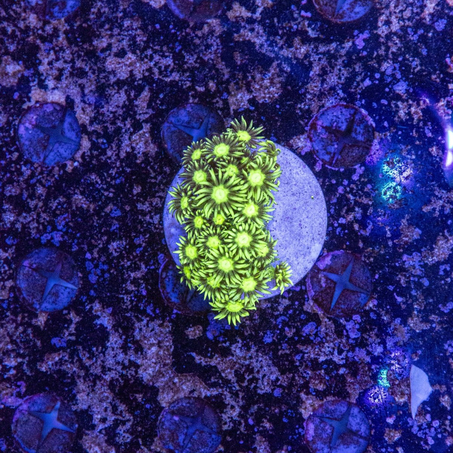 WYSIWYG Goniopora LPS Coral - Aquamarine Aquaristic - 