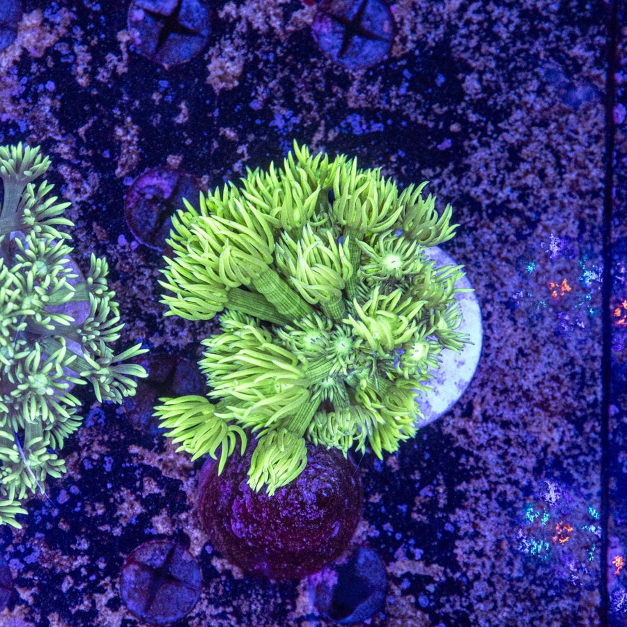 WYSIWYG Goniopora LPS Coral - Aquamarine Aquaristic - 