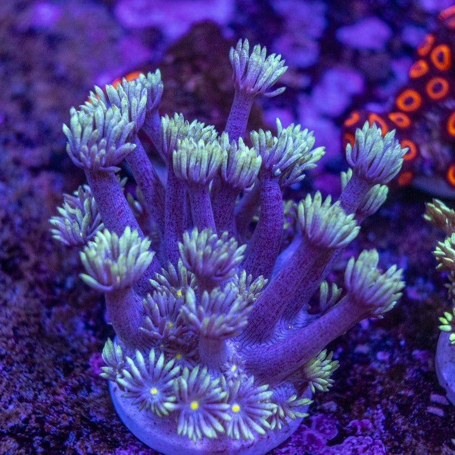 WYSIWYG Goniopora LPS Coral - Aquamarine Aquaristic -