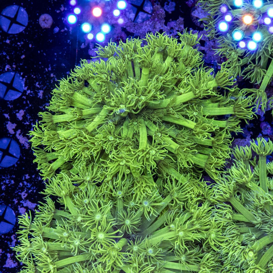 WYSIWYG Goniopora LPS Coral - Aquamarine Aquaristic - 