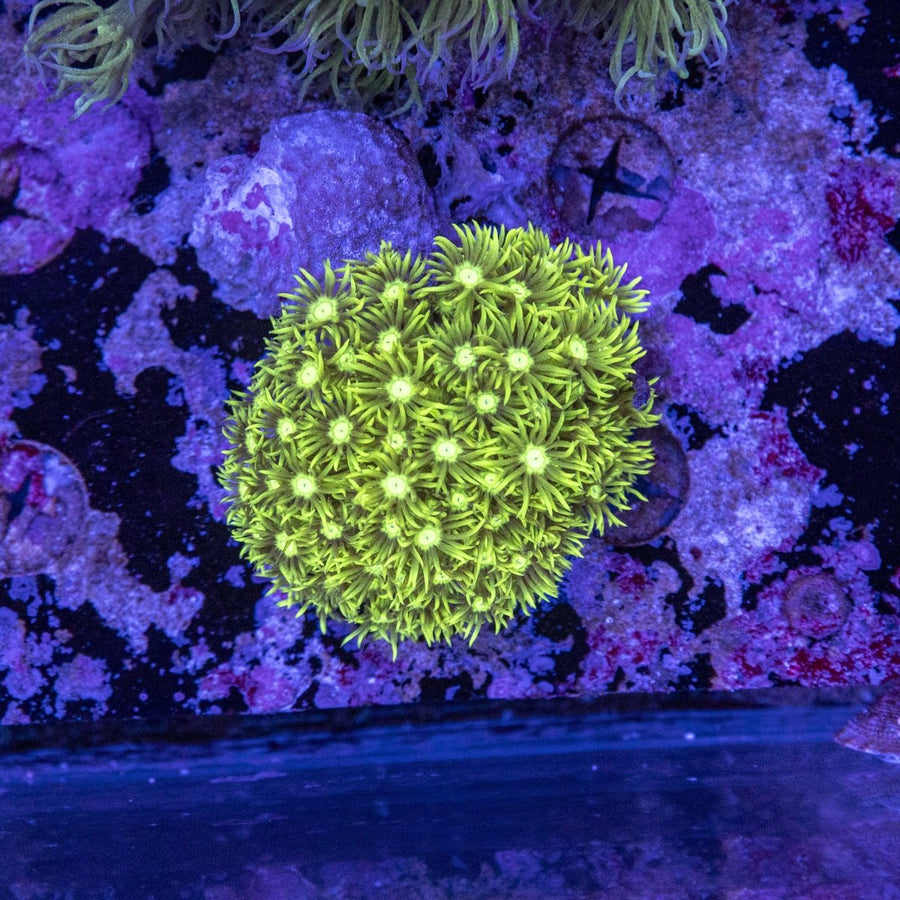 WYSIWYG Goniopora LPS Coral - Aquamarine Aquaristic - 