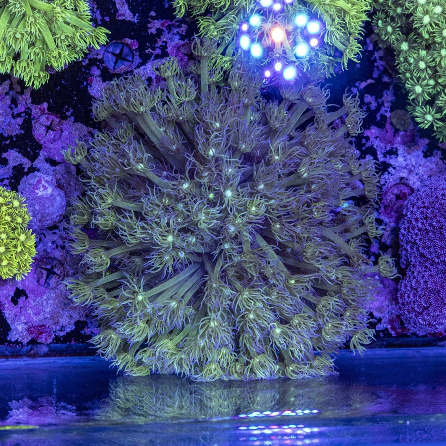 Green Goniopora coral for sale at Aquamarine Aquaristic