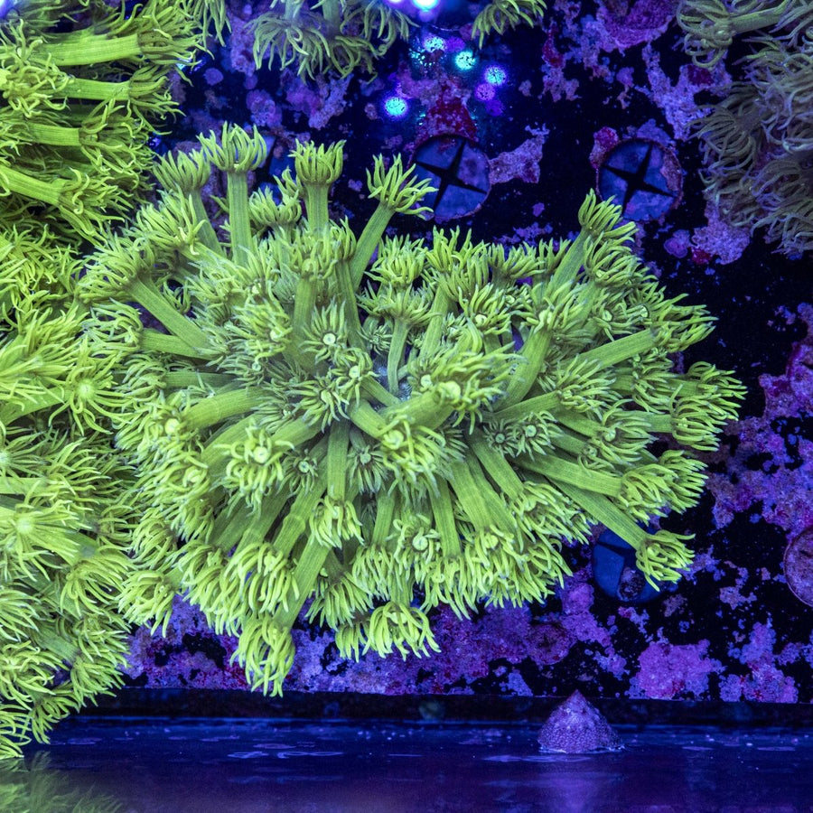 WYSIWYG Goniopora LPS Coral - Aquamarine Aquaristic - 