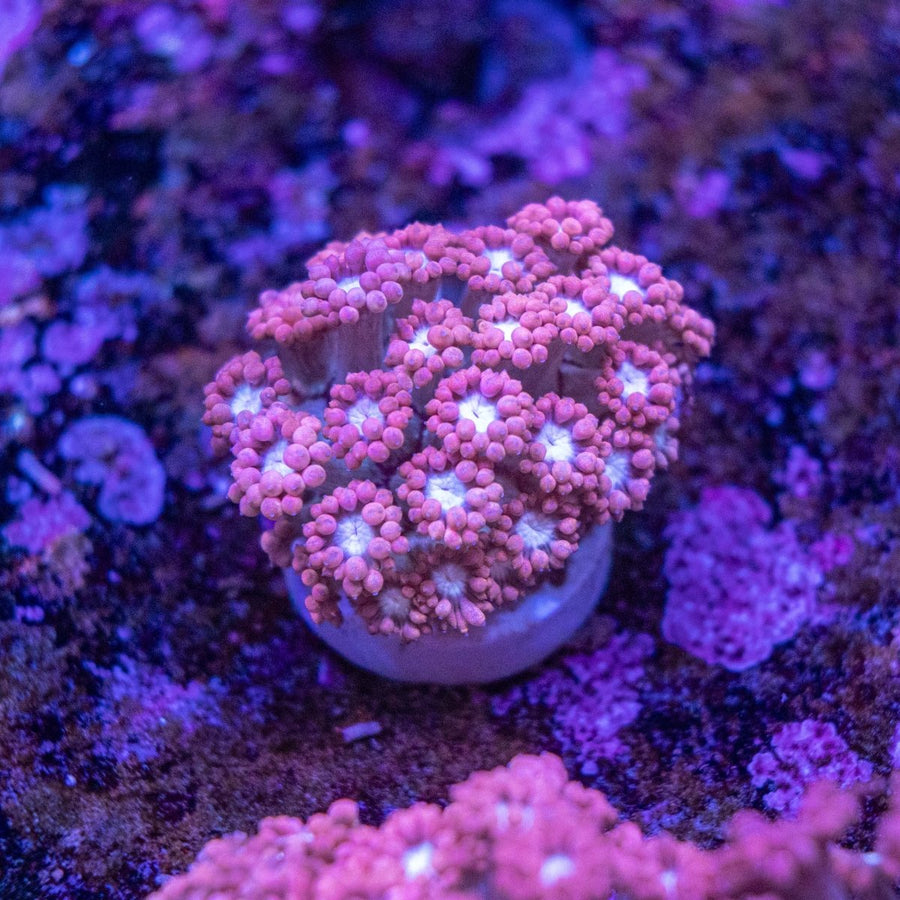 WYSIWYG Goniopora LPS Coral - Aquamarine Aquaristic -
