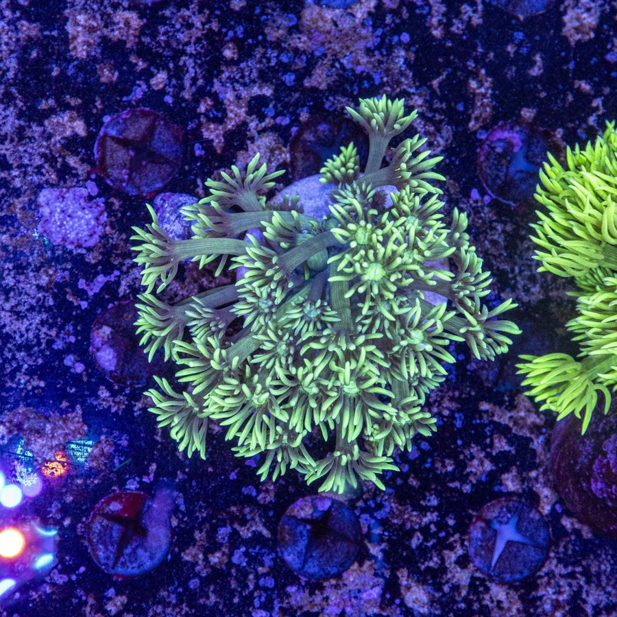 WYSIWYG Goniopora LPS Coral - Aquamarine Aquaristic - 