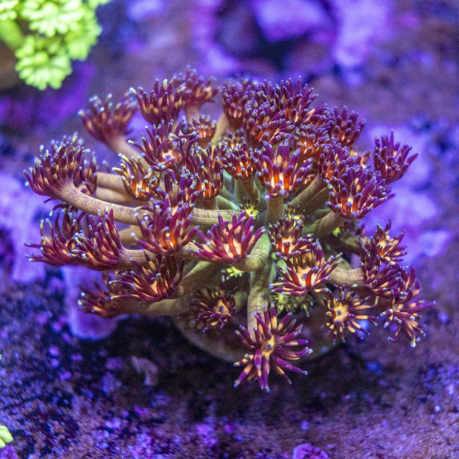 WYSIWYG GRANDMASTER Goniopora LPS Coral Frag - Aquamarine Aquaristic -