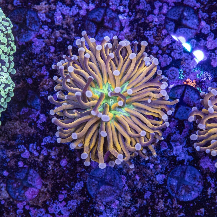 WYSIWYG Green base Gold Torch LPS Coral - Aquamarine Aquaristic - 