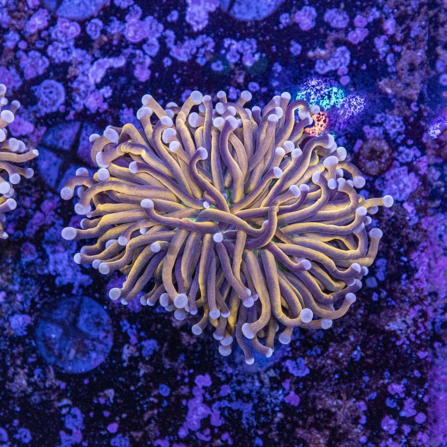WYSIWYG Green base Gold Torch LPS Coral - Aquamarine Aquaristic - 