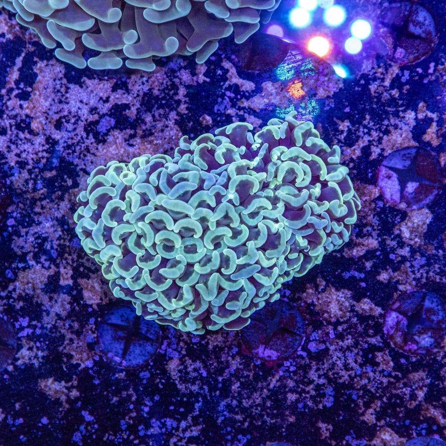 WYSIWYG Hammer LPS Coral - Aquamarine Aquaristic - 