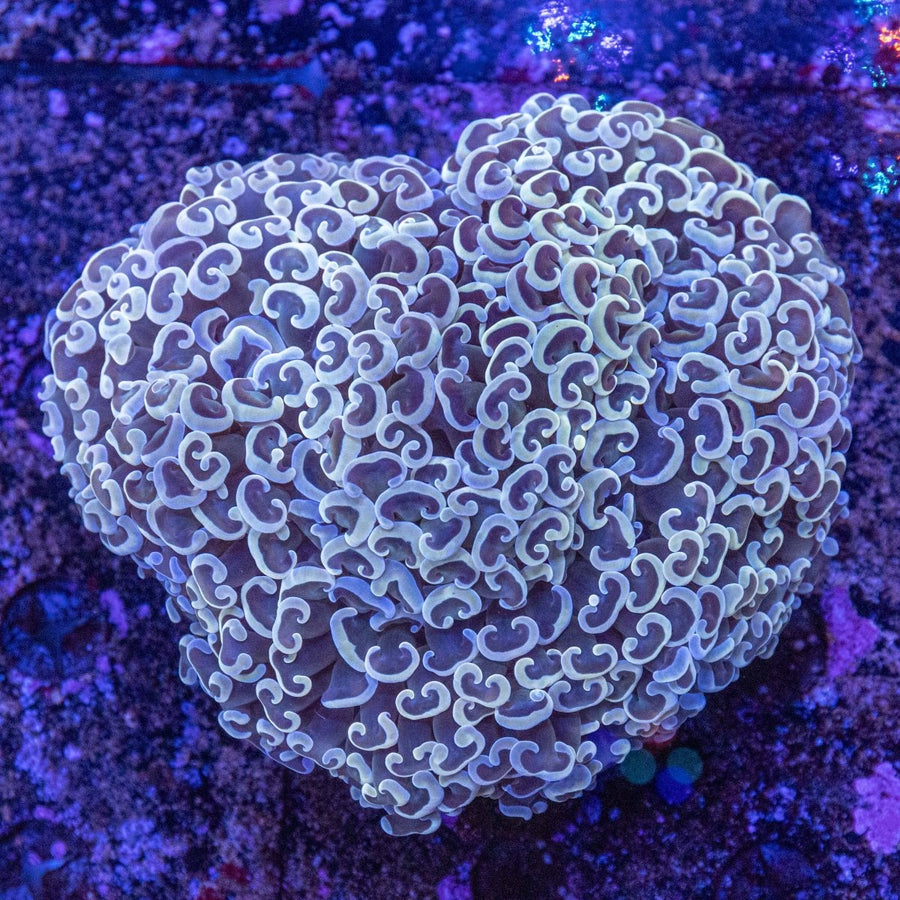 WYSIWYG Hammer LPS Coral - Aquamarine Aquaristic - 